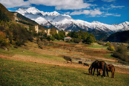 Horses graze in pasture against Svan towers in Mestia village and mountains with snowy peak....