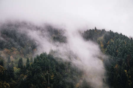 Snowy trees in a fog cloud on the mountain, Evergreen Forest in winter, Racha, Georgiaの写真素材
