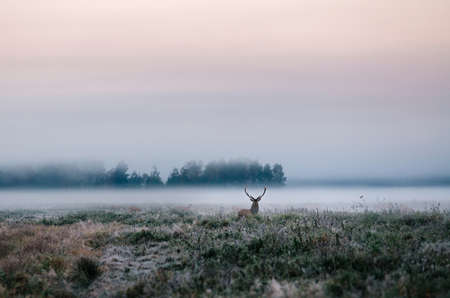 Beautiful red deer stag on the snowy field near the foggy misty forest landscape in autumn in Belarus.の写真素材