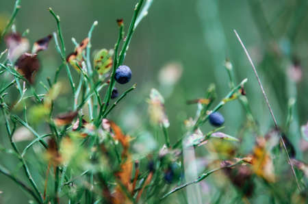 Blueberry bush with ripe berries in autumn in forest in Belarusの写真素材