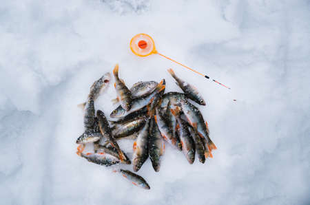 Ice fishing. Group of perch caught lying on the ice with sport fishing rodの写真素材