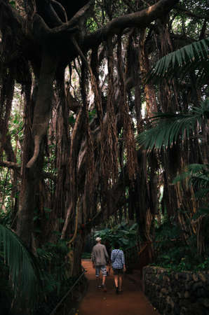 Couple of tourists follow the path in The Jungle Ara in Loro Park with lush and leafy vegetationの写真素材