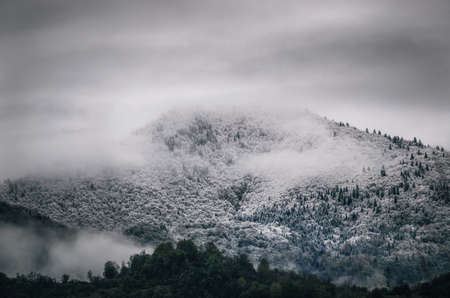 Snowy trees in a fog cloud on the mountain, Evergreen Forest in winter, Racha, Georgia