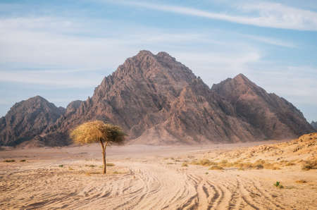 Tree in Sinai desert with rocky hills and mountains against sunset sky, Egypt. Life in desert conceptの写真素材