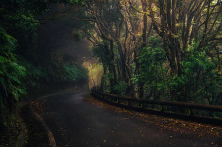 Road in magic misty forest of Anaga Rural Park, Tenerife, Canary Islands, Spainの写真素材