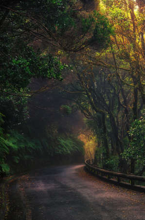 Road in magic misty forest of Anaga Rural Park, Tenerife, Canary Islands, Spainの写真素材