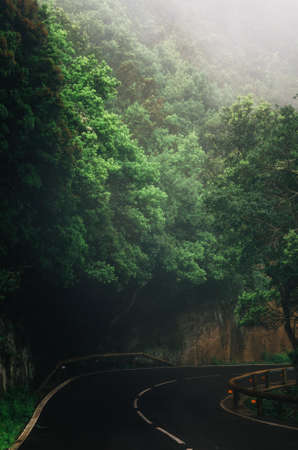 Road in magic misty forest of Anaga Rural Park, Tenerife, Canary Islands, Spain