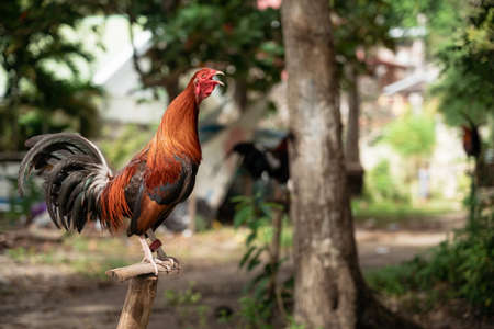 Philippine fighting rooster stands on perch and crows, also known as a gamecockの写真素材