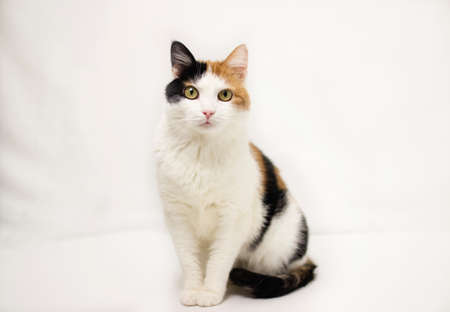 three-colored cat lies on a white background with a red heart. Color cats - black, red and whiteの写真素材