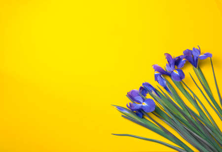 lilac irises lie on a yellow background. top view. flatlay. 