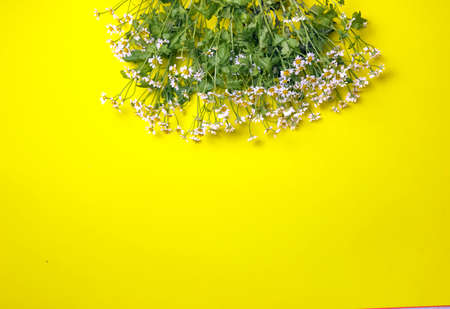 small camomile on a yellow background. flatlay. top viewの写真素材