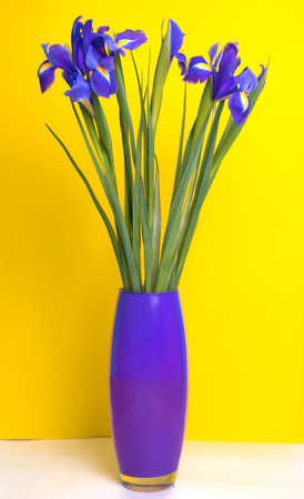 lilac irises lie on a yellow background. top view. flatlay. の写真素材