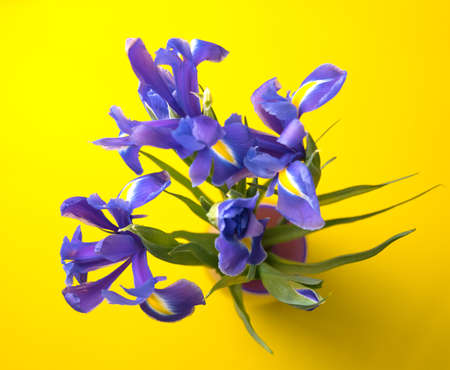 lilac irises lie on a yellow background. top view. flatlay. の写真素材