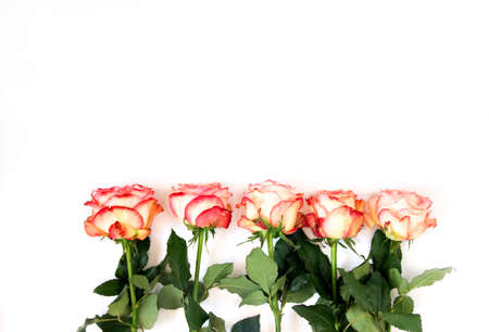 Row of five rosesの写真素材
