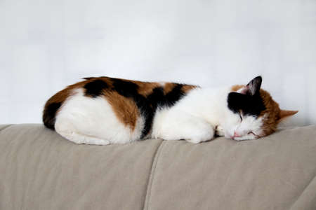 three-colored cat lying on the beige couchの写真素材