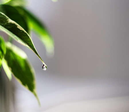 Drop water dew in the sunlight on leaf macro closeup on a green background. Spring summer template background for designの写真素材