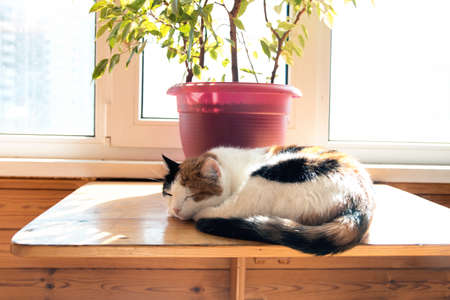 Close up three color cat lying on balcony windowの写真素材