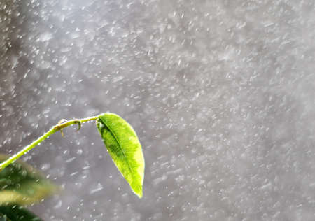 Spring rain. Rain on long exposure. Spring leaves and drops of a rain. Spring leaves on trees. Green leaves on trees under sun beams.の写真素材