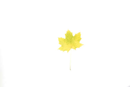 colorful autumn maple leaf isolated on white backgroundの写真素材