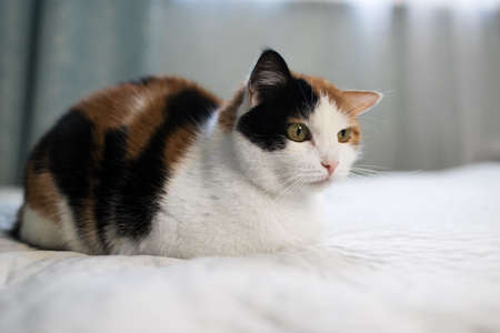 A beautifull female cat, with three colours lying on the coach.の写真素材