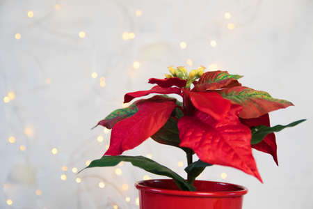 Red poinsettia. Christmas traditional flower on light backroundの写真素材