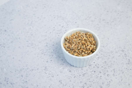 Sprouted wheat on a light background. tonedの写真素材