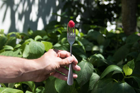 male hand holding a fork with one raspberry. Summer timeの写真素材