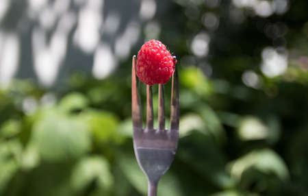 male hand holding a fork with one raspberry. Summer time