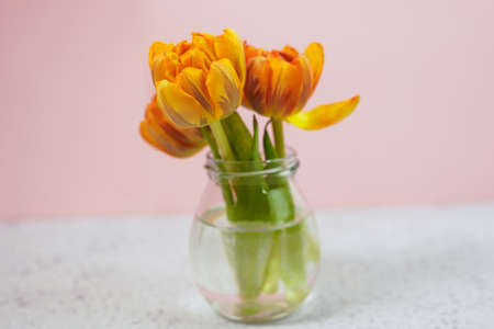 Row of tulips on coloful background with space for message. Mother's Day background.
