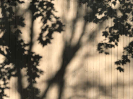 tree shadow on the white wall pattern