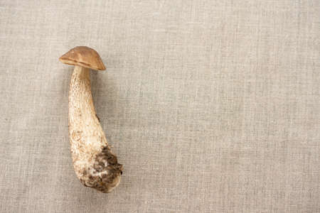 On the table on a linen napkin are fresh mushrooms boletus.