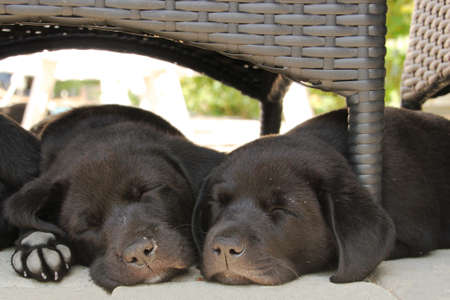 two black puppies sleepingの写真素材