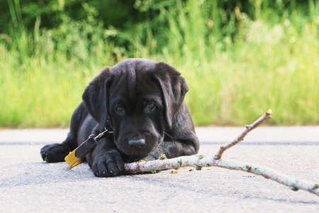 Black labrador puppy playing with wood stickの写真素材