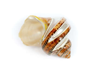 it`s a ocean`s shell from the sea bottom の写真素材