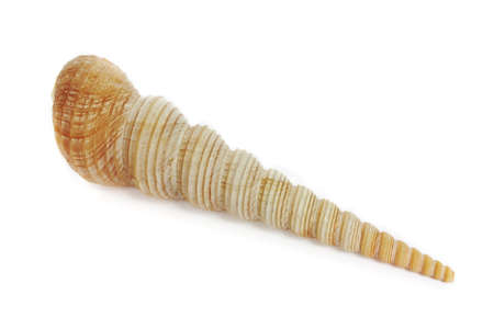 it`s a ocean`s shell from the sea bottomの写真素材