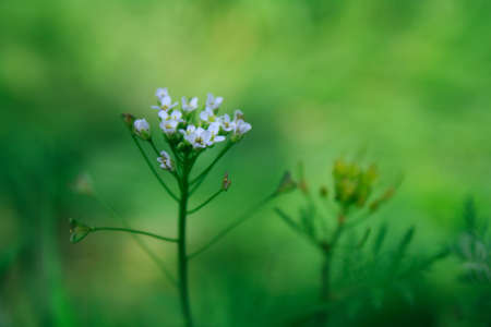 the different plants of flowering spring fieldsの写真素材