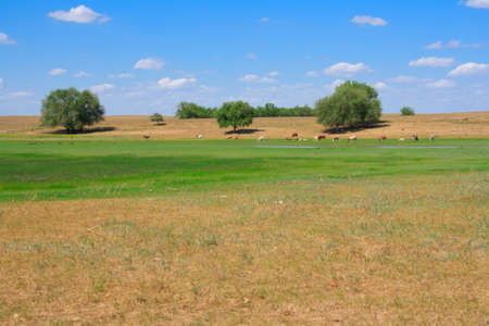 The cows in summer pasteurage from Russiaの写真素材