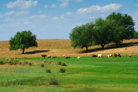 The cows in summer pasteurage from Russiaの写真素材