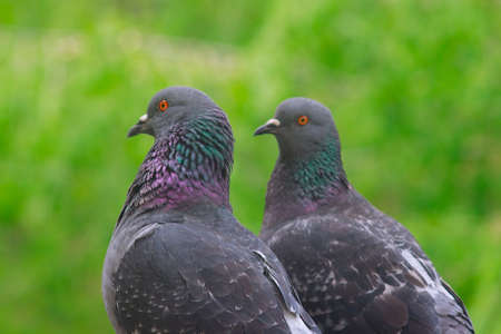 The two nice urban pigeons from green backgroundの写真素材