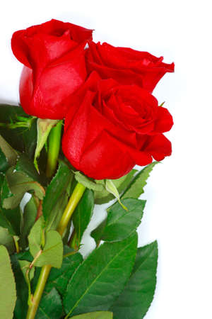The three fresh beautiful red roses from gardenの写真素材