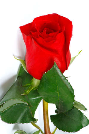 The fresh beautiful red rose from gardenの写真素材