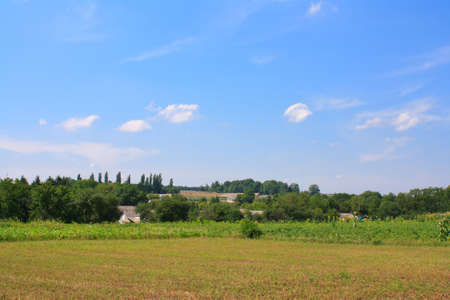 summer landscape with yellow field and blue skyの写真素材