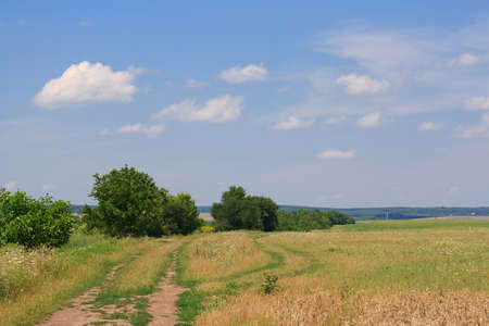 Summer landscape with wheat field, tree and blue skyの写真素材