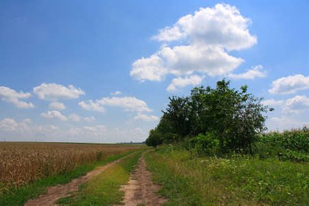 Summer landscape with green meadow, tree and blue skyの写真素材