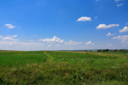 Summer landscape with green meadow and blue skyの写真素材