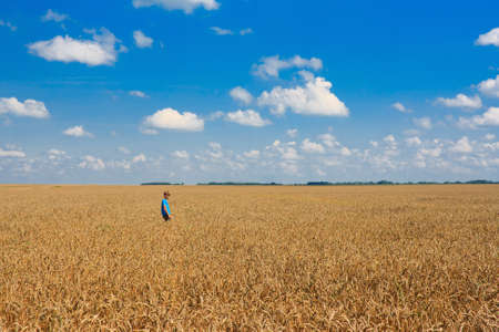 Boy on a big field of wheatの写真素材