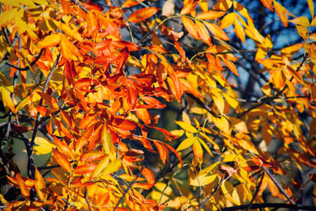 Background of bright autumn leaves on the branchesの写真素材