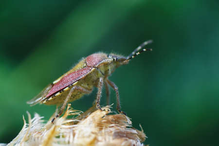Big beetle sits on plant closeupの写真素材