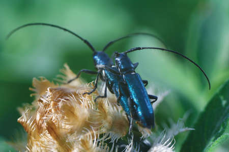 Love insects. Two beetle sitting on a plant close up.の写真素材