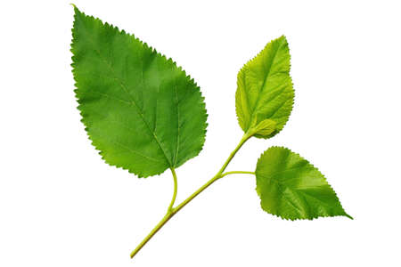 Green leaves mulberry isolated on white backgroundの写真素材